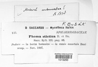 Diaporthe stictica image